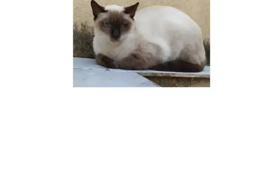 ¡Ayuda a encontrar a Reina, gata siamesa perdida!