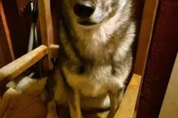 Perro Perdido en La Laguna: Juguetón y Limpio