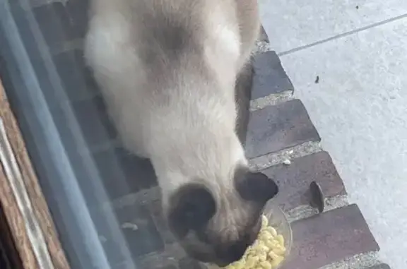 Chat trouvé Faremoutiers, photo: Siamois affectueux trouvé Rue de la Source