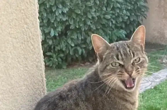 Animaux trouvés Issoire, photo: Chat tigré craintif trouvé à Issoire