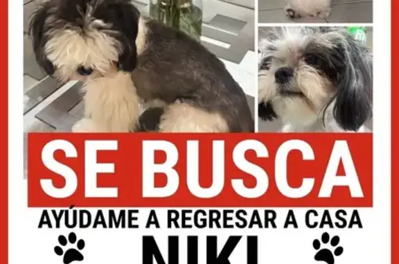 ¡Recompensa! Se busca Shih Tzu perdida en Aviana