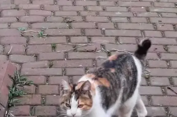 Зникла дружелюбна кішка на Чорновола