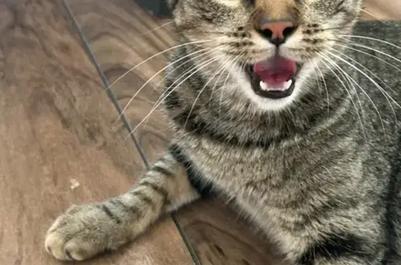 Lost Tabby: Blue-Eyed Beauty in Jove Oak