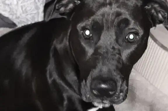 Black n white great dane