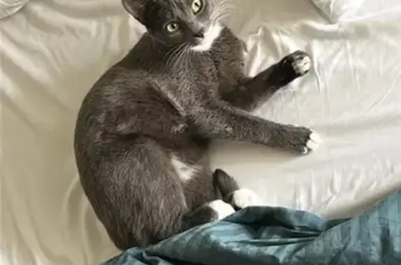 Lost Grey Cat: White Spots, FM 362 Area