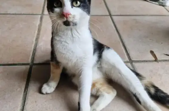 Animaux trouvés Cahors, photo: Chaton Isabelle trouvé à Cahors