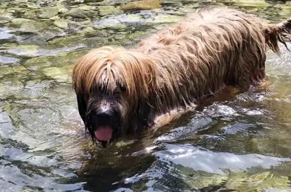 Perrita Briard Perdida: Ayuda Urgente