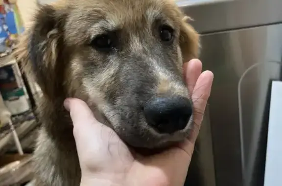 Found dog Tulsa, photo: Playful Pup Found: German Shepherd Mix?
