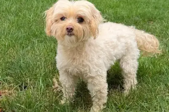 Lost Dog: White/Tan/Cream in Lake Forest