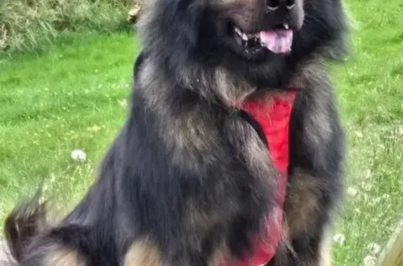 Chien perdu , photo : Chienne peureuse perdue à Vitrac