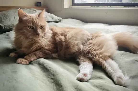 Missing cat , photo: Lost: Orange Long-Haired Cat in Yarra