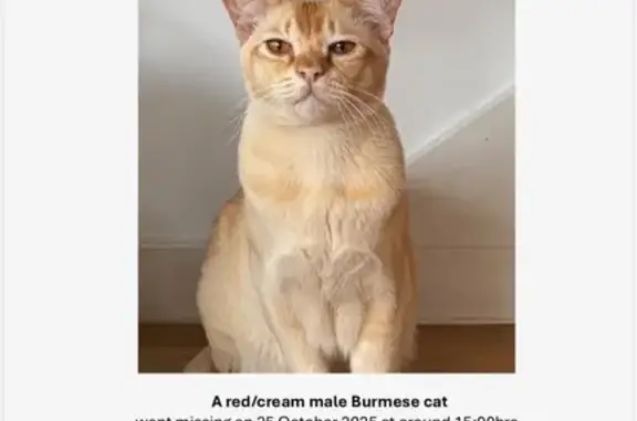 Missing cat , photo: Lost Red/Cream Burmese Cat in Booragoon