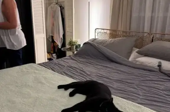 Lost Black Cat with White Chest Tuft