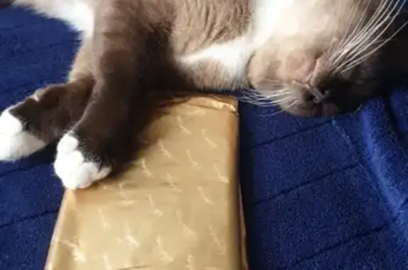 Lost Brown Cat with White Paws in Sydney