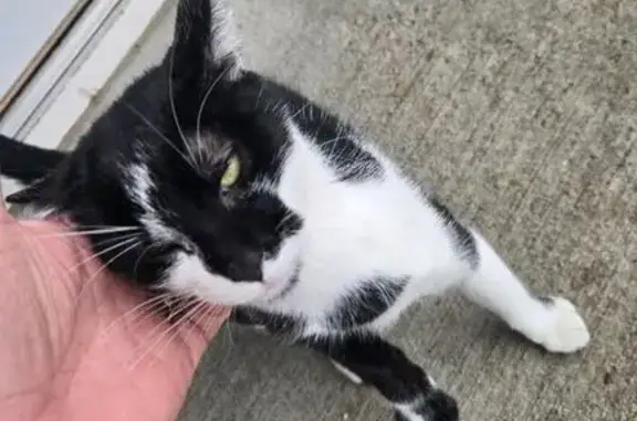 Found cat Indianapolis, photo: Friendly Young Cat Found Near W 15th St.