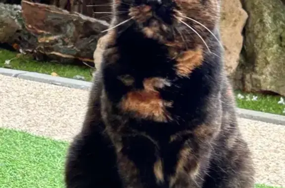 Animaux trouvés , photo: Chat trouvée, nourrie à Orléans