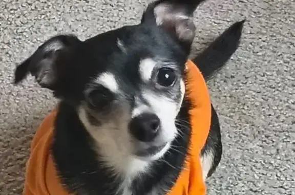 Lost Dog: Fox Bend Circle, Bolingbrook