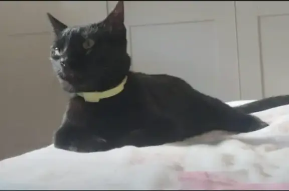 Gata Negra Perdida en Purchil-Belicena