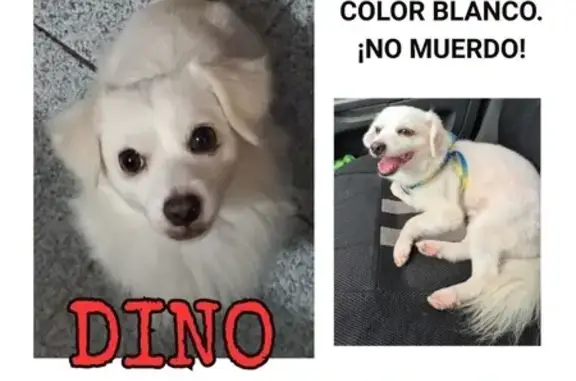 Perros perdidos, Manzanillo, foto: ¡Ayuda! Perro Blanco Perdido en Manzanillo