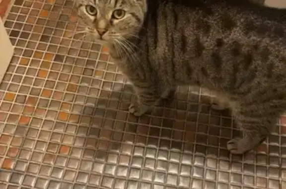 Lost Large Tabby Cat in Playford Area
