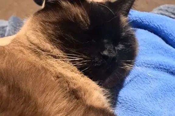 Lost Tan & Black Cat on 2nd Ave West