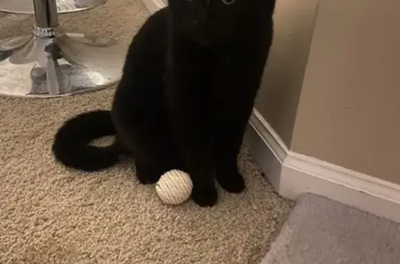 Lost Sweet Cat: Fluffy in Villa Park