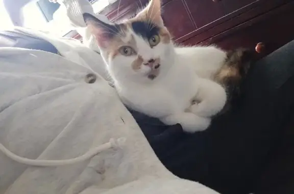 Missing cat Cleveland, photo: Lost Calico Cat: Unique Face, West 146th