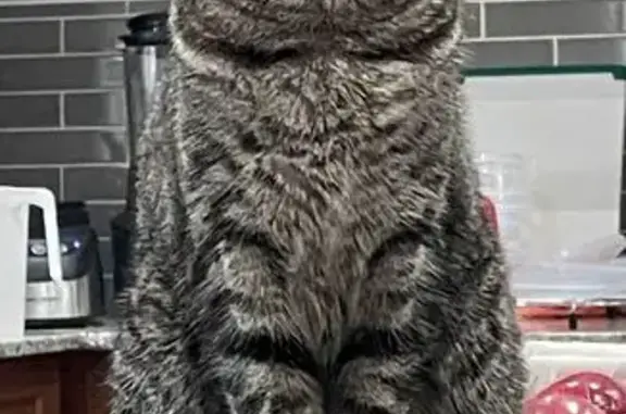 Lost American Shorthair: Black & Gray