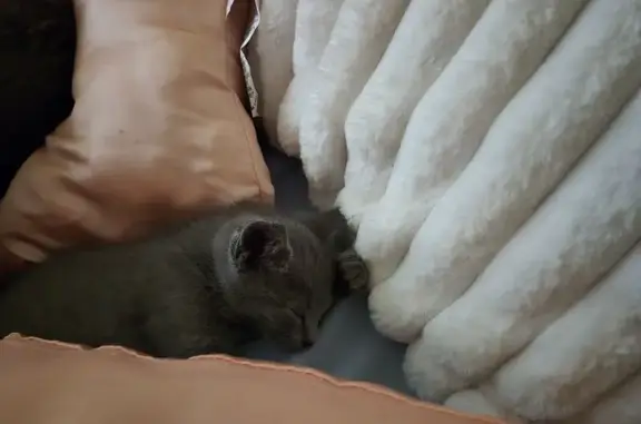 Lost Grey Kitten: Green Eyes, Scarred Eye