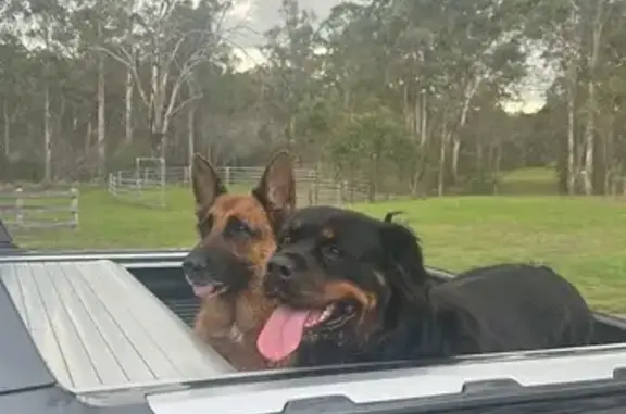 Missing dog , photo: Lost 5-Year-Old Rottweiler in Camden