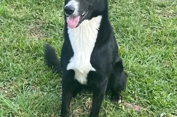 Lost Dog: Black & White, Mango St., Houston