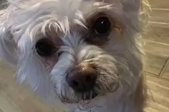 Missing dog Euless, photo: Help Find Tofu: Lost Maltese in Euless, TX