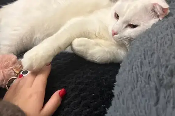 Зникла кішка в Житомирі: винагорода!