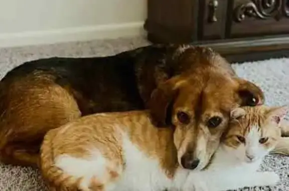 Lost Orange & White Tabby in Concord