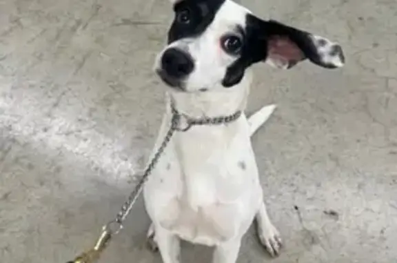 Perro Perdido en Zapopan: Blanca con Manchas