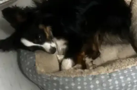 Lost Dog: Multicolored Coat in Princeton
