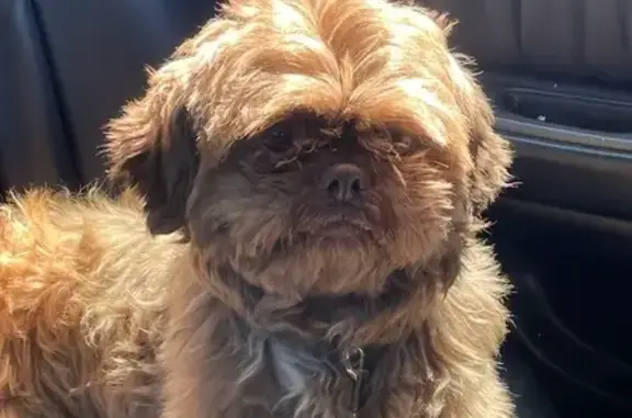 Lost Dog: Blind Bruno Needs Help!