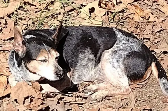 Lost Dog: Black/Brown/White, LOTR Collar