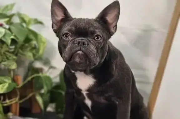 Lost Blue French Bulldog in Stanwood