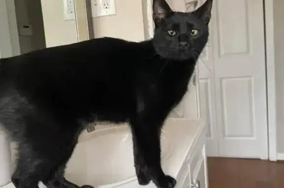 Lost Black Cat: Green Eyes & Extra Toes