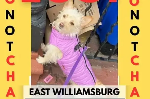 Lost Dog: Reddish Blonde, Pink Jacket