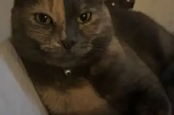 Missing cat Owensboro, photo: Lost Calico Cat: Pink Collar, Green Eyes