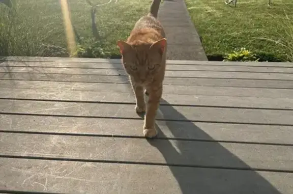 Lost Cat: Slender Orange with Ringed Tail