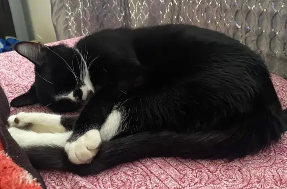 Missing cat Crystal Lake, photo: Lost Black & White Cat in Crystal Lake