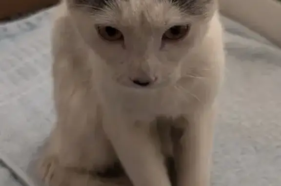 Found cat Newark, photo: Found: Young Male Cat, Littleton Ave, Newark