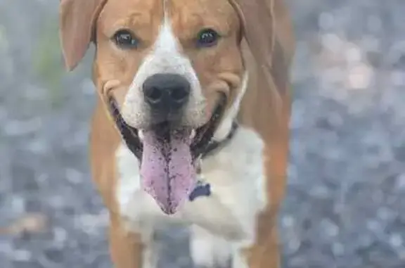 Lost Dog: Reddish Brown & White in Collinsville