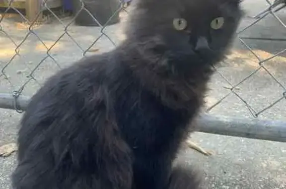 Help Find Our Fluffy Black Cat: 76104 Area