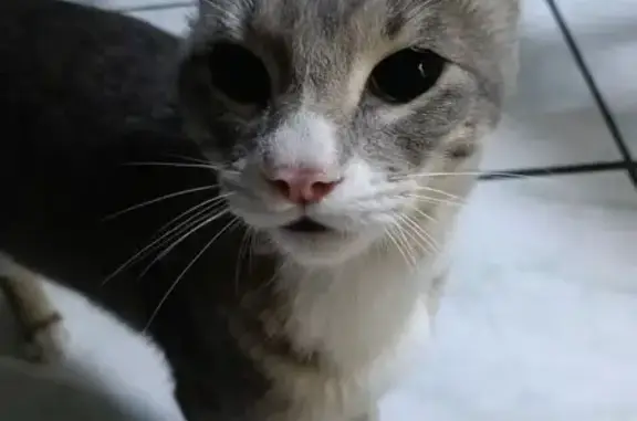 Animales perdidos Ciudad Nezahualcoyotl, foto: Gato Gris y Blanco Perdido en Nezahualcóyotl