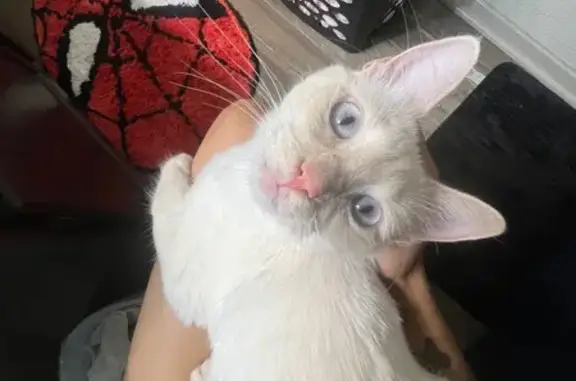 Lost Cat: Friendly Toast on Texas 180