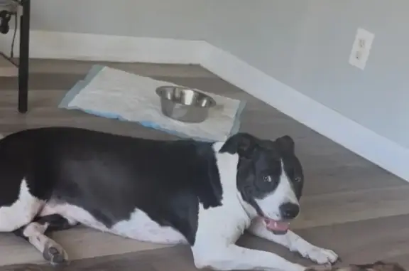 Lost Dog: Black/White with Pink Harness